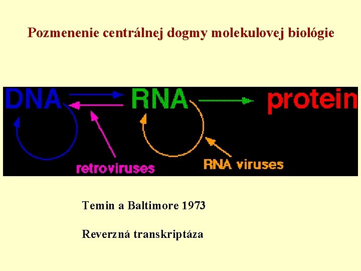 Pozmenenie centrálnej dogmy molekulovej biológie Temin a Baltimore 1973 Reverzná transkriptáza 