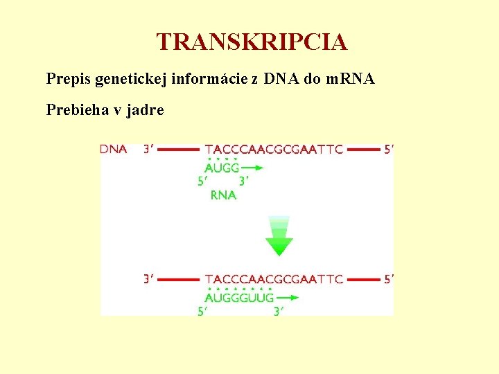 TRANSKRIPCIA Prepis genetickej informácie z DNA do m. RNA Prebieha v jadre 