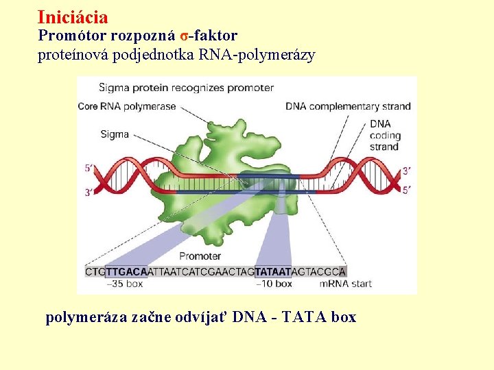 Iniciácia Promótor rozpozná σ-faktor proteínová podjednotka RNA-polymerázy polymeráza začne odvíjať DNA - TATA box