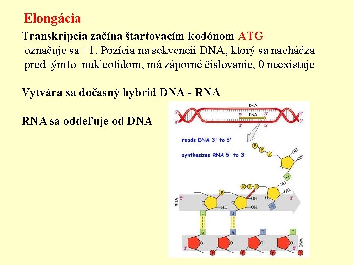 Elongácia Transkripcia začína štartovacím kodónom ATG označuje sa +1. Pozícia na sekvencii DNA, ktorý