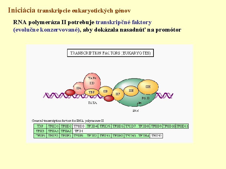 Iniciácia transkripcie eukaryotických génov RNA polymeráza II potrebuje transkripčné faktory (evolučne konzervované), aby dokázala