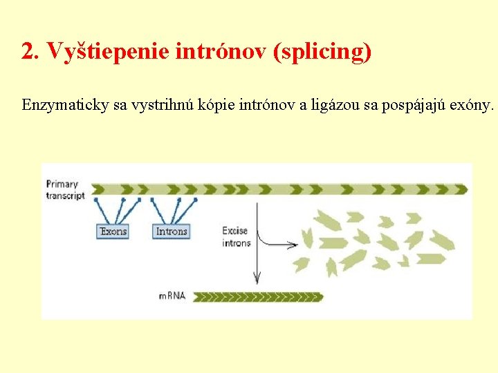 2. Vyštiepenie intrónov (splicing) Enzymaticky sa vystrihnú kópie intrónov a ligázou sa pospájajú exóny.