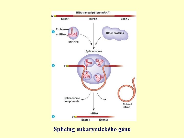 Splicing eukaryotického génu 