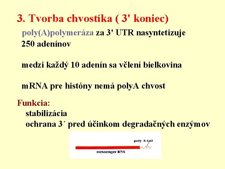 3. Tvorba chvostíka ( 3' koniec) poly(A)polymeráza za 3' UTR nasyntetizuje 250 adenínov medzi