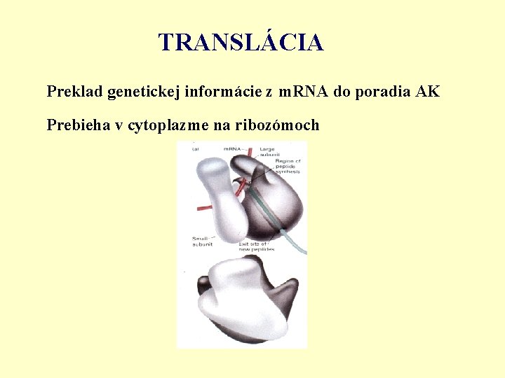 TRANSLÁCIA Preklad genetickej informácie z m. RNA do poradia AK Prebieha v cytoplazme na