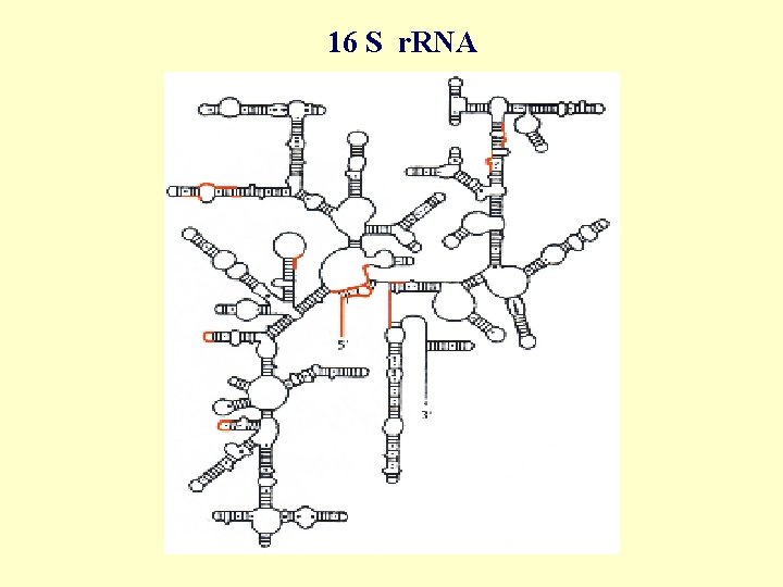 16 S r. RNA 