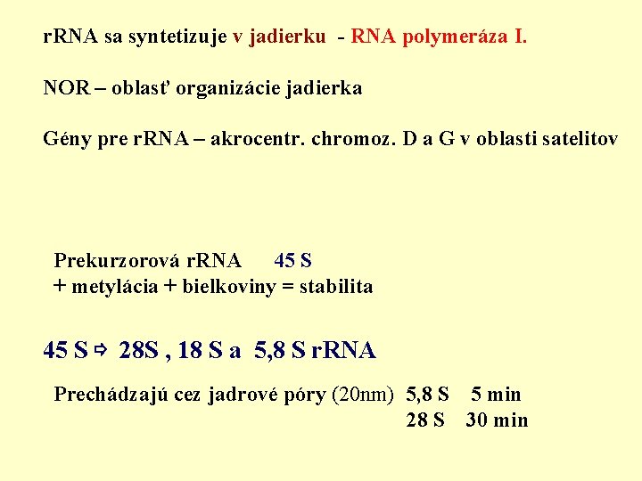 r. RNA sa syntetizuje v jadierku - RNA polymeráza I. NOR – oblasť organizácie