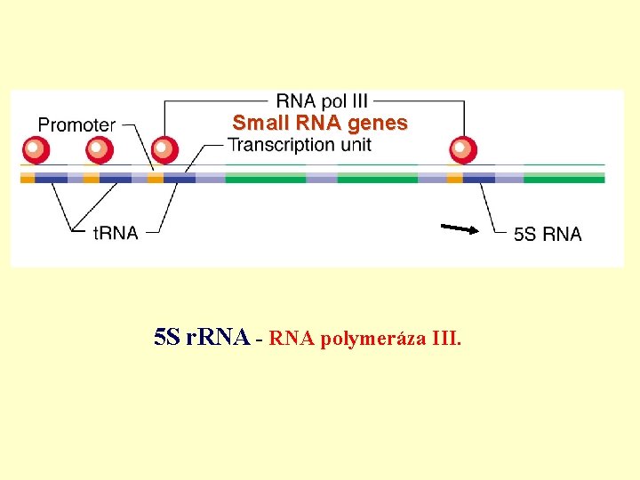 Small RNA genes 5 S r. RNA - RNA polymeráza III. 