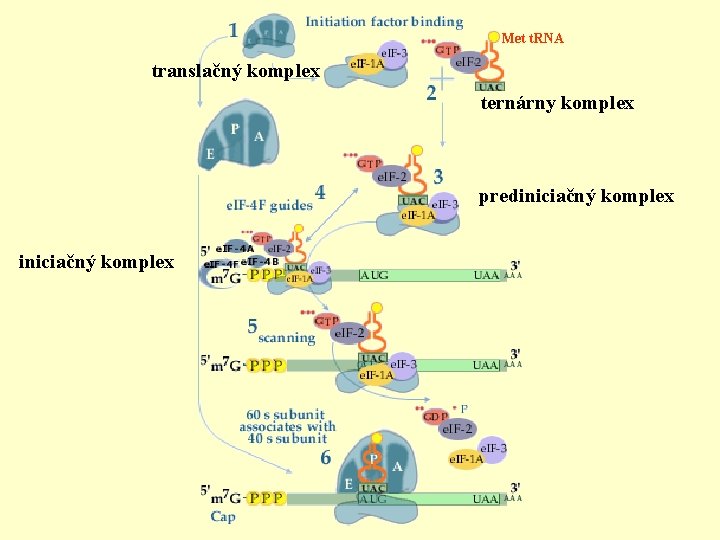 Met t. RNA translačný komplex ternárny komplex prediniciačný komplex 