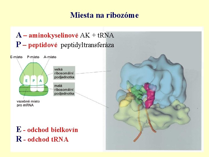 Miesta na ribozóme A – aminokyselinové AK + t. RNA P – peptidové peptidyltransferáza