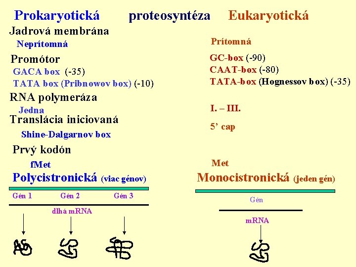 Prokaryotická proteosyntéza Jadrová membrána Eukaryotická Neprítomná Prítomná Promótor GC-box (-90) CAAT-box (-80) TATA-box (Hognessov