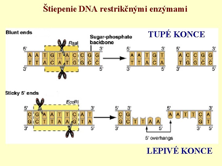  Štiepenie DNA restrikčnými enzýmami TUPÉ KONCE LEPIVÉ KONCE 