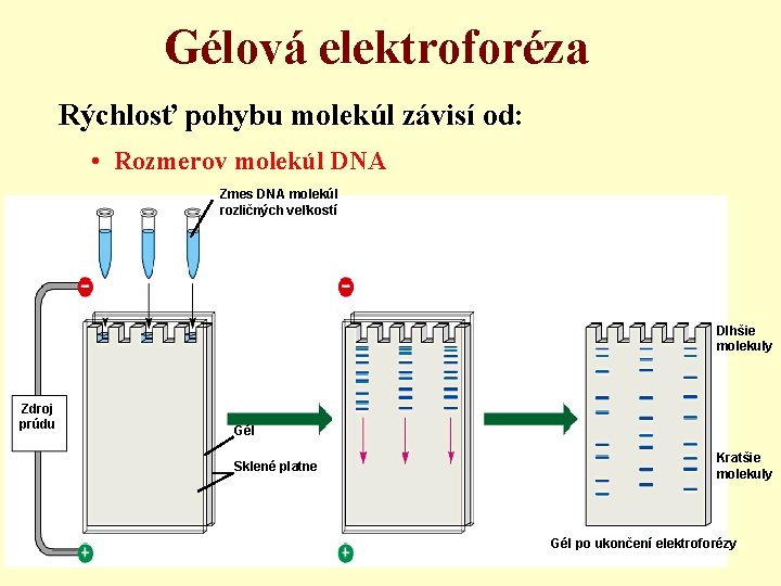 Gélová elektroforéza Rýchlosť pohybu molekúl závisí od: • Rozmerov molekúl DNA Zmes DNA molekúl