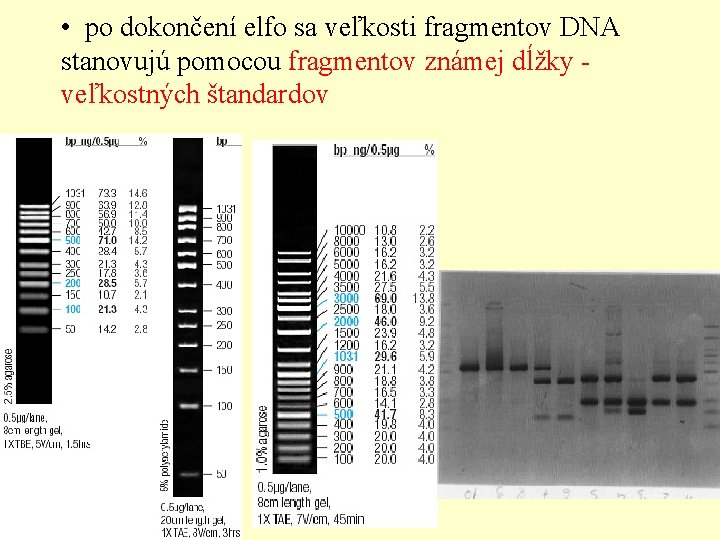  • po dokončení elfo sa veľkosti fragmentov DNA stanovujú pomocou fragmentov známej dĺžky