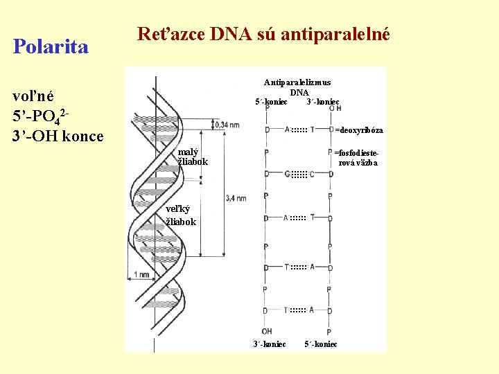 Polarita Reťazce DNA sú antiparalelné Antiparalelizmus DNA voľné 5’-PO 423’-OH konce 5´-koniec 3´-koniec :