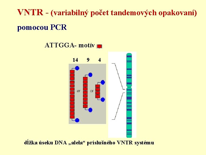 VNTR - (variabilný počet tandemových opakovaní) pomocou PCR ATTGGA- motív 14 9 4 dĺžka