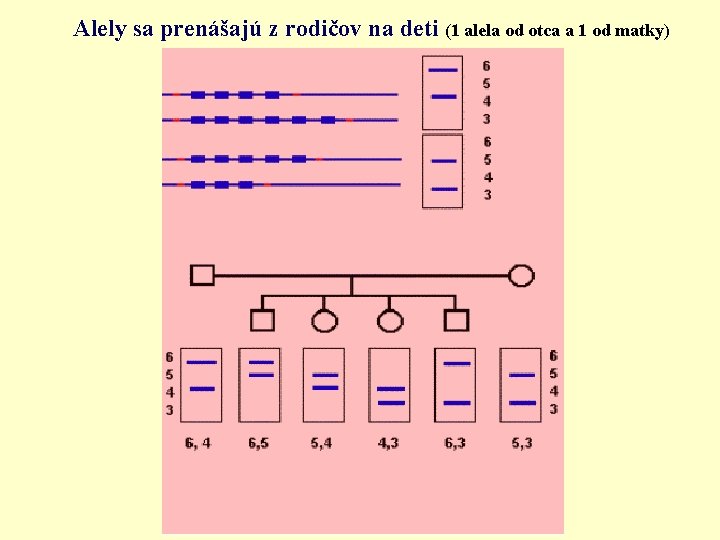 Alely sa prenášajú z rodičov na deti (1 alela od otca a 1 od