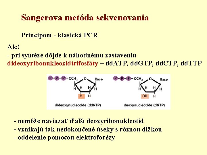 Sangerova metóda sekvenovania Princípom - klasická PCR Ale! - pri syntéze dôjde k náhodnému