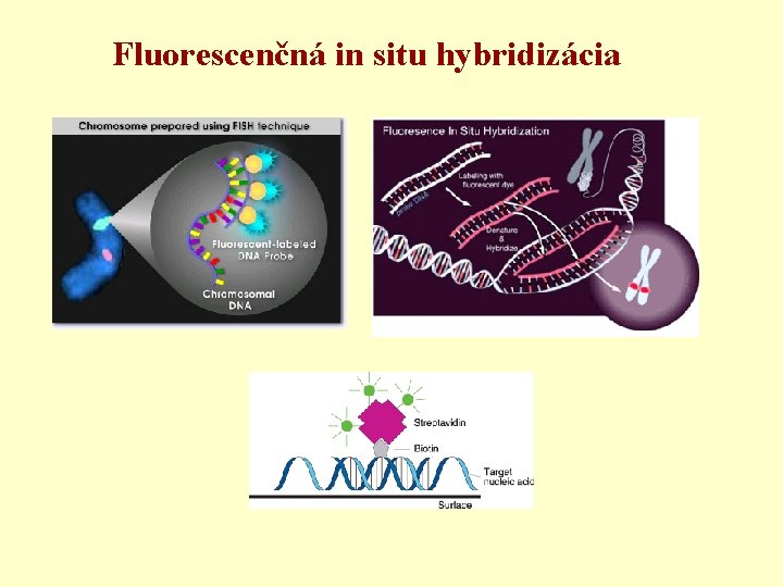 Fluorescenčná in situ hybridizácia 