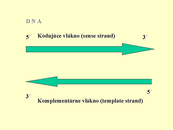 D N A 5´ 3´ Kódujúce vlákno (sense strand) 3´ 5´ Komplementárne vlákno (template