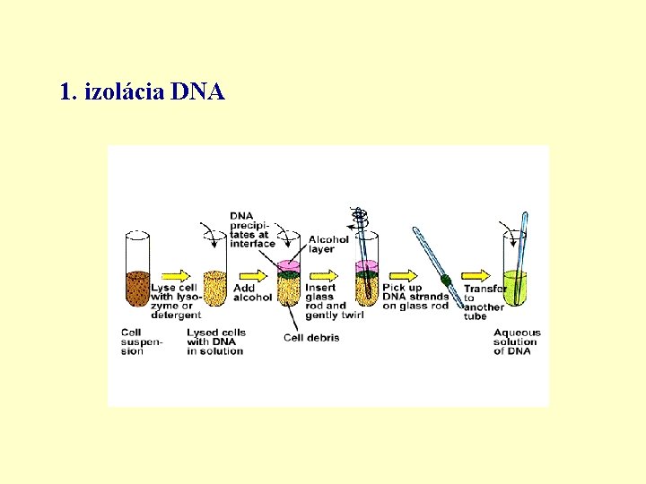 1. izolácia DNA 