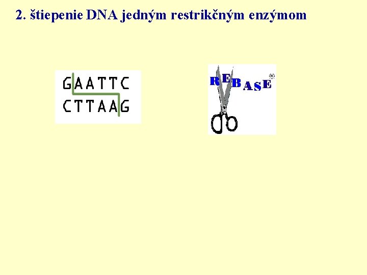 2. štiepenie DNA jedným restrikčným enzýmom 