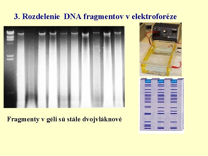 3. Rozdelenie DNA fragmentov v elektroforéze Fragmenty v géli sú stále dvojvláknové 