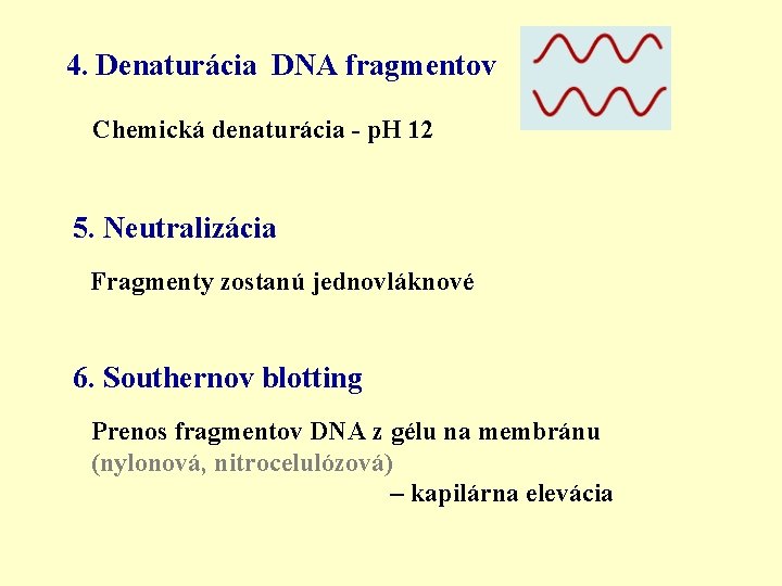 4. Denaturácia DNA fragmentov Chemická denaturácia - p. H 12 5. Neutralizácia Fragmenty zostanú