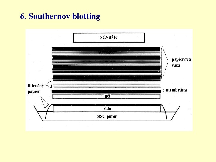 6. Southernov blotting 