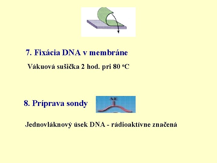 7. Fixácia DNA v membráne Vákuová sušička 2 hod. pri 80 o. C 8.
