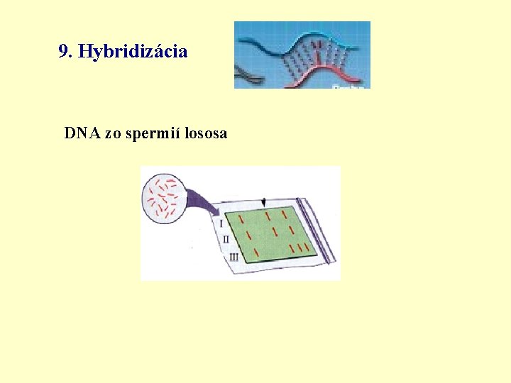 9. Hybridizácia DNA zo spermií lososa 