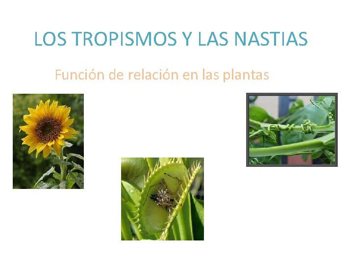 LOS TROPISMOS Y LAS NASTIAS Función de relación en las plantas 