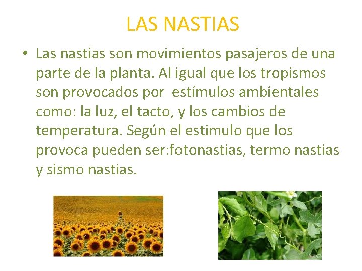 LAS NASTIAS • Las nastias son movimientos pasajeros de una parte de la planta.