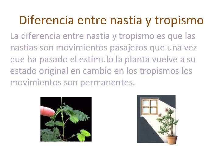 Diferencia entre nastia y tropismo La diferencia entre nastia y tropismo es que las