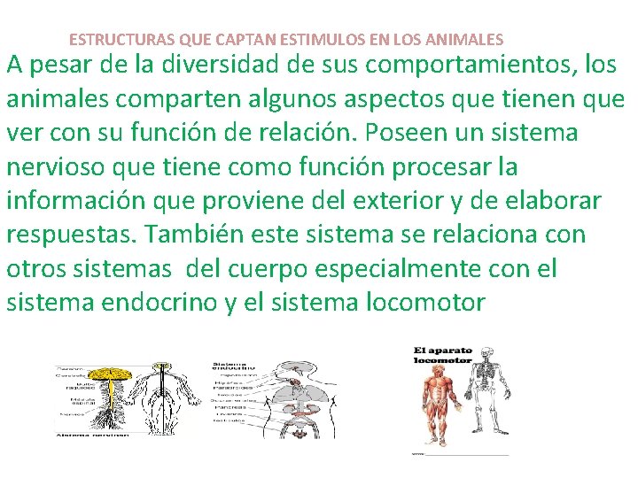 ESTRUCTURAS QUE CAPTAN ESTIMULOS EN LOS ANIMALES A pesar de la diversidad de sus