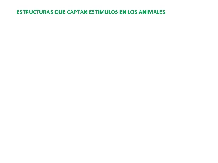 ESTRUCTURAS QUE CAPTAN ESTIMULOS EN LOS ANIMALES 