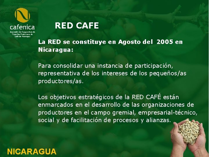 RED CAFE La RED se constituye en Agosto del 2005 en Nicaragua: Para consolidar