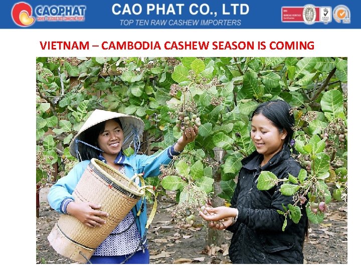 VIETNAM – CAMBODIA CASHEW SEASON IS COMING 