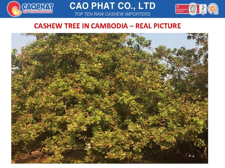 CASHEW TREE IN CAMBODIA – REAL PICTURE 