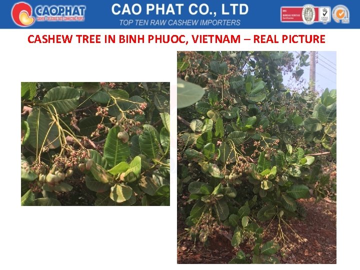 CASHEW TREE IN BINH PHUOC, VIETNAM – REAL PICTURE 