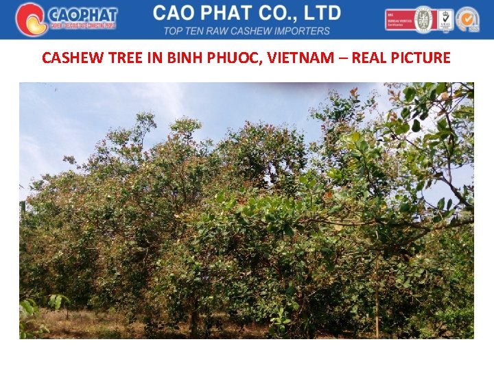 CASHEW TREE IN BINH PHUOC, VIETNAM – REAL PICTURE 