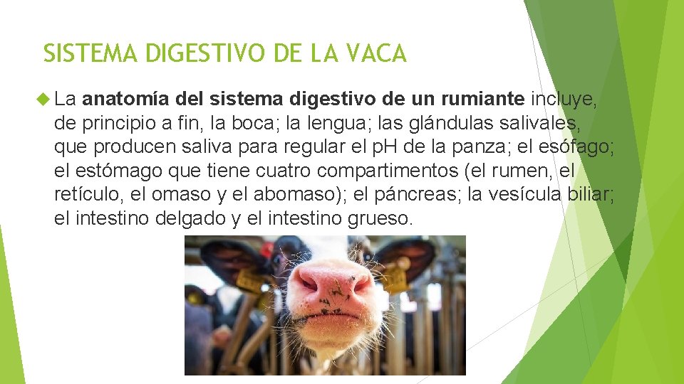 SISTEMA DIGESTIVO DE LA VACA La anatomía del sistema digestivo de un rumiante incluye,