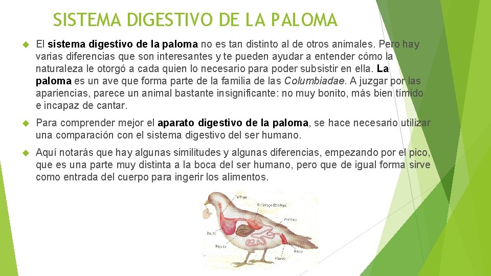 SISTEMA DIGESTIVO DE LA PALOMA El sistema digestivo de la paloma no es tan