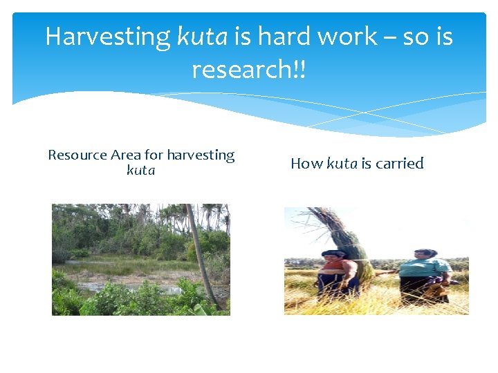 Harvesting kuta is hard work – so is research!! Resource Area for harvesting kuta