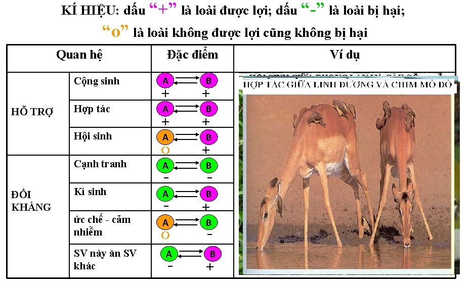 KÍ HIỆU: dấu “+” là loài được lợi; dấu “-” là loài bị hại;