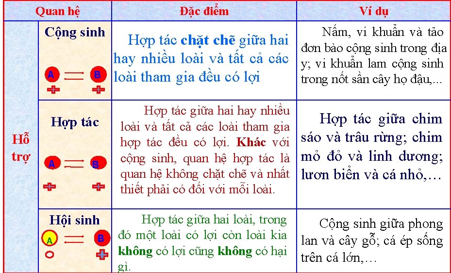 Quan hệ Đặc điểm Cộng sinh A B Hợp tác Hỗ trợ A B