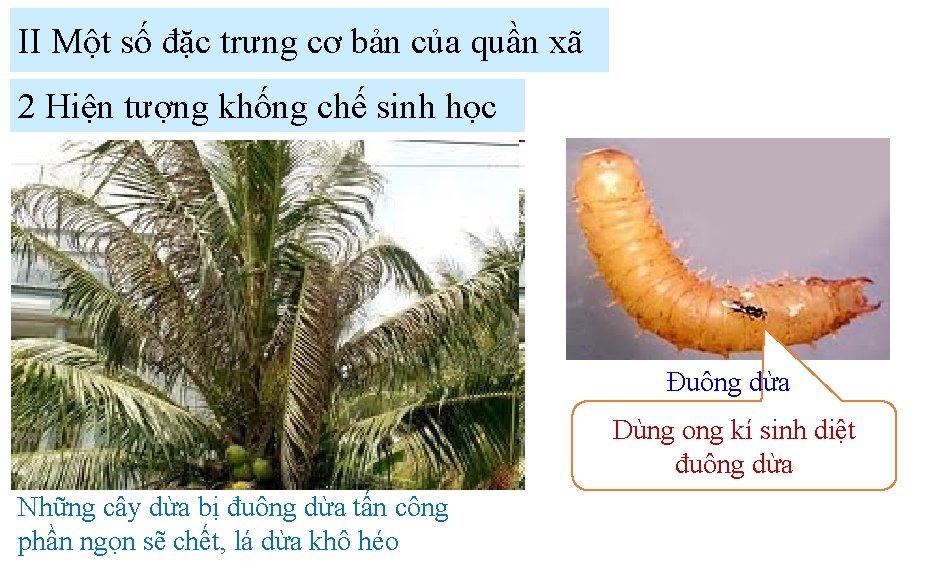 II Một số đặc trưng cơ bản của quần xã 2 Hiện tượng khống