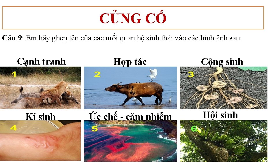 CỦNG CỐ Câu 9: Em hãy ghép tên của các mối quan hệ sinh