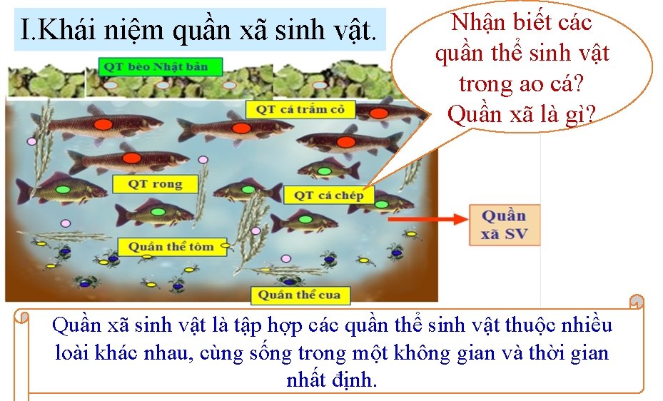 I. Khái niệm quần xã sinh vật. Nhận biết các quần thể sinh vật