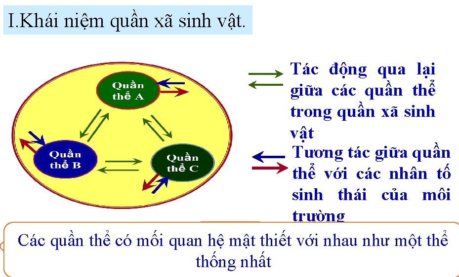I. Khái niệm quần xã sinh vật. Tác động qua lại giữa các quần